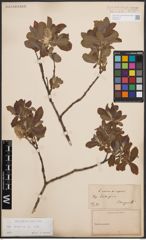 Foto von Salix cinerea L.